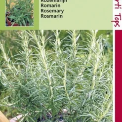 Hortitops Zaden - Rozemarijn