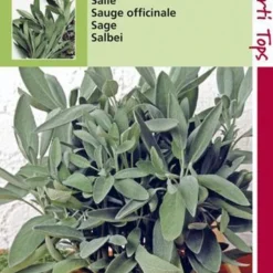 Hortitops Zaden - Salie