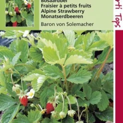 Hortitops Zaden - Aardbeien Baron Van Solemacher (Rygen)