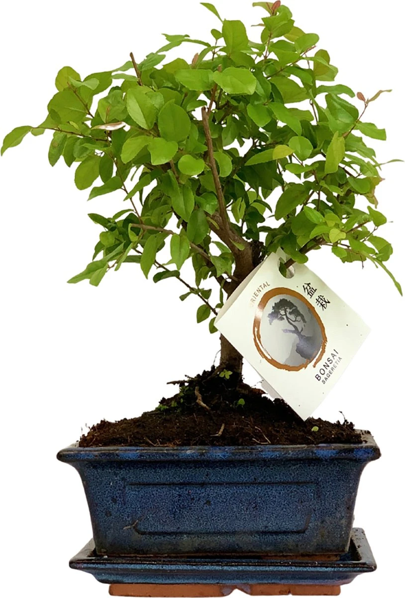 ZynesFlora - Bonsai In Keramiek - Kamerplant In Pot - Ø 15 Cm - Hoogte: 25-30 Cm - Kamerplant 1 ZynesFlora - Bonsai In Keramiek - Kamerplant In Pot - Ø 15 Cm - Hoogte: 25-30 Cm - Kamerplant