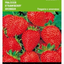 Buzzy® Aardbeien Grandian F1
