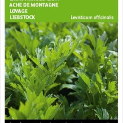 Buzzy® Lavas (Maggiplant)