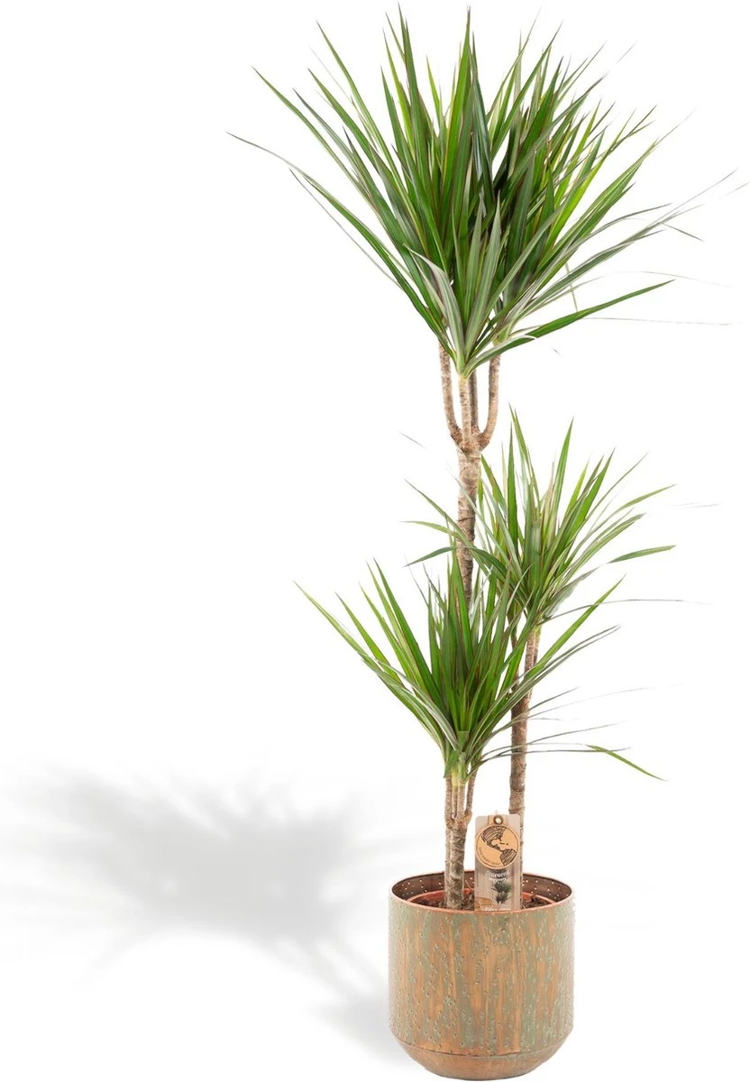 XXL Dracaena Marginata Met Pot - Drakenbloedboom - 120cm Hoog , 21Ø - Kamerplant 1 XXL Dracaena Marginata Met Pot - Drakenbloedboom - 120cm Hoog , 21Ø - Kamerplant