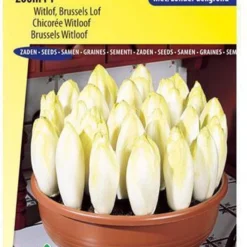 Sluis Garden - Witlof Zoom F1 > Wordt Bingo F1 3 Sluis Garden - Witlof Zoom F1 > Wordt Bingo F1 -Planten Zorg Verkoop 844x1200 5