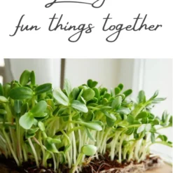 Variatie-set Kiemzaden 5x 100g | Broccoli, Erwten Scheuten, Zonnebloem, Radijs & Mosterd - 500g | Biologische Microgreen, Microgroenten Zaden | Plastic Vrij Verpakt | Moestuin Kweekset Binnen 12 Variatie-set Kiemzaden 5x 100g | Broccoli, Erwten Scheuten, Zonnebloem, Radijs & Mosterd - 500g | Biologische Microgreen, Microgroenten Zaden | Plastic Vrij Verpakt | Moestuin Kweekset Binnen -Planten Zorg Verkoop 860x1200 4