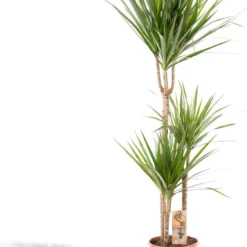 XXL Dracaena Marginata, Drakenbloedboom - 120cm Hoog, ø21cm Potmaat - Grote Kamerplant ,Tropische Palm - Vers Van De Kwekerij, Luchtzuiverend, Makkelijke Verzorging -Planten Zorg Verkoop 860x1200 7