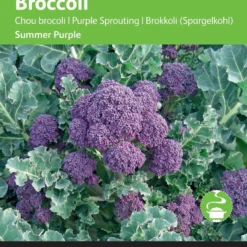 Buzzy® Broccoli Summer Purple