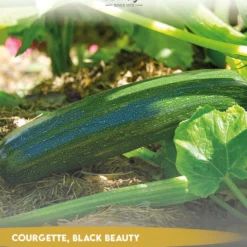 Tuin De Bruijn® Zaden - Courgette Black Beauty - Zeer Hoge Opbrengst