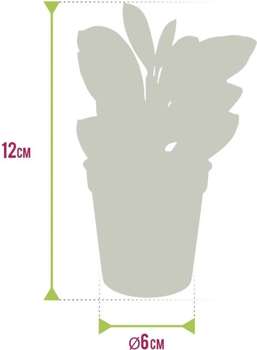 Ecoworld Mini Varen Plantjes Mix - Inclusief Mini Planten Potjes - 5 Stuks - Ø 6 Cm Hoogte 8-15 Cm 3 Ecoworld Mini Varen Plantjes Mix - Inclusief Mini Planten Potjes - 5 Stuks - Ø 6 Cm Hoogte 8-15 Cm - Afbeelding 3