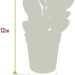 Ecoworld Vleesetende Planten Mix - DIY Ecosysteem Plant Set - 3 Vleesetende Planten - Met Terrarium Plant Venus Vliegenval Zonnedauw En Trompetbekerplant - Inclusief Substraat - Grond - Mos 12 Ecoworld Vleesetende Planten Mix - DIY Ecosysteem Plant Set - 3 Vleesetende Planten - Met Terrarium Plant Venus Vliegenval Zonnedauw En Trompetbekerplant - Inclusief Substraat - Grond - Mos -Planten Zorg Verkoop 879x1200
