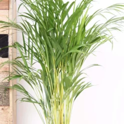 Areca Palm 110 Cm Hoog - 21cm Potmaat - Grote Kamerplant - Dypsis Lutescens -Planten Zorg Verkoop 887x1200