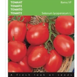 Buzzy Zaden Tomaat Roma Vf