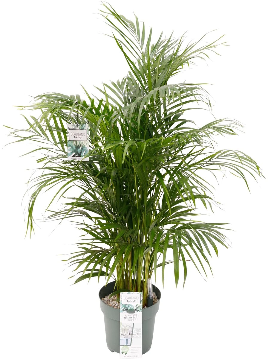 Grote Arecapalm Kamerplant (Goudpalm) | Areca Dypsis Lutescens|Kamerplant In Pot | ↕ Hoogte 150cm | Ø27cm 1 Grote Arecapalm Kamerplant (Goudpalm) | Areca Dypsis Lutescens|Kamerplant In Pot | ↕ Hoogte 150cm | Ø27cm