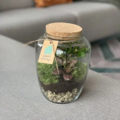 Planten Zorg Verkoop -Planten Zorg Verkoop 899x1200 12