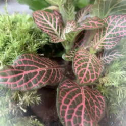 Terrarium Kiki -Planten Zorg Verkoop 899x1200 13