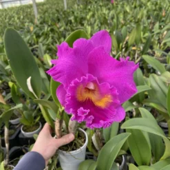 Cattleya Rlc. Pink Empress - Orchidee 6 Cattleya Rlc. Pink Empress - Orchidee -Planten Zorg Verkoop 899x1200 8