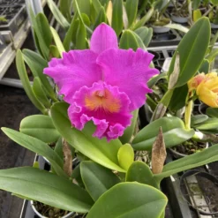 Cattleya Rlc. Pink Empress - Orchidee 7 Cattleya Rlc. Pink Empress - Orchidee -Planten Zorg Verkoop 899x1200 9