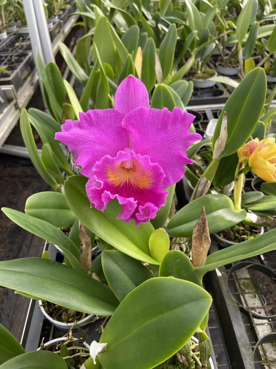 Cattleya Rlc. Pink Empress - Orchidee 4 Cattleya Rlc. Pink Empress - Orchidee - Afbeelding 4
