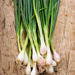 Tuin De Bruijn® Zaden - Bosui White Lisbon -Planten Zorg Verkoop 900x1200