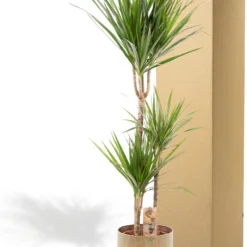 XXL Dracaena Marginata Met Pot - Drakenbloedboom - 120cm Hoog , 21Ø - Kamerplant 12 XXL Dracaena Marginata Met Pot - Drakenbloedboom - 120cm Hoog , 21Ø - Kamerplant -Planten Zorg Verkoop 903x1200