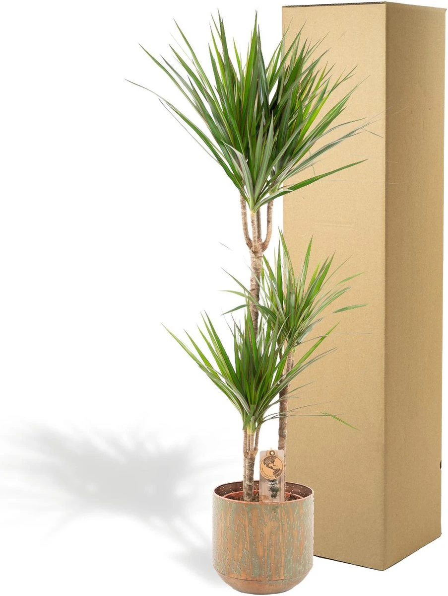 XXL Dracaena Marginata Met Pot - Drakenbloedboom - 120cm Hoog , 21Ø - Kamerplant 5 XXL Dracaena Marginata Met Pot - Drakenbloedboom - 120cm Hoog , 21Ø - Kamerplant - Afbeelding 5