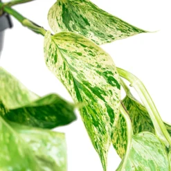 Planten Zorg Verkoop -Planten Zorg Verkoop 923x1200 1