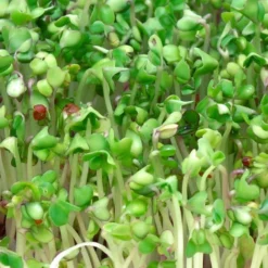 Biologische Broccoli Kiemzaden 250 Gram