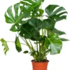 Monstera Deliciosa - Gatenplant - Kamerplant - Luchtzuiverend - ⌀21 Cm - 70-80 Cm