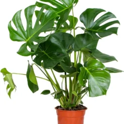 Monstera Deliciosa - Gatenplant - Kamerplant - Luchtzuiverend - ⌀21 Cm - 70-80 Cm