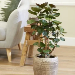 Polyscias 'Fabian Per Stuk | Sterke Tropische Kamerplant In Kwekers Pot ⌀12 Cm - ↕40 Cm -Planten Zorg Verkoop 959x1200 1