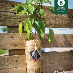 4x Hangtuintjes Moestuin Kweekset Groenten Nu Met Gratis FSC Houten Hangrekje!! 16 4x Hangtuintjes Moestuin Kweekset Groenten Nu Met Gratis FSC Houten Hangrekje!! -Planten Zorg Verkoop 967x1200 2