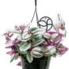 Tradescantia Albiflora Nanouk | Vaderplant