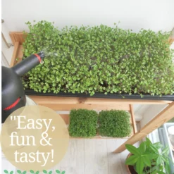 Variatie-set Kiemzaden 5x 100g | Broccoli, Erwten Scheuten, Zonnebloem, Radijs & Mosterd - 500g | Biologische Microgreen, Microgroenten Zaden | Plastic Vrij Verpakt | Moestuin Kweekset Binnen 8 Variatie-set Kiemzaden 5x 100g | Broccoli, Erwten Scheuten, Zonnebloem, Radijs & Mosterd - 500g | Biologische Microgreen, Microgroenten Zaden | Plastic Vrij Verpakt | Moestuin Kweekset Binnen -Planten Zorg Verkoop 985x1200