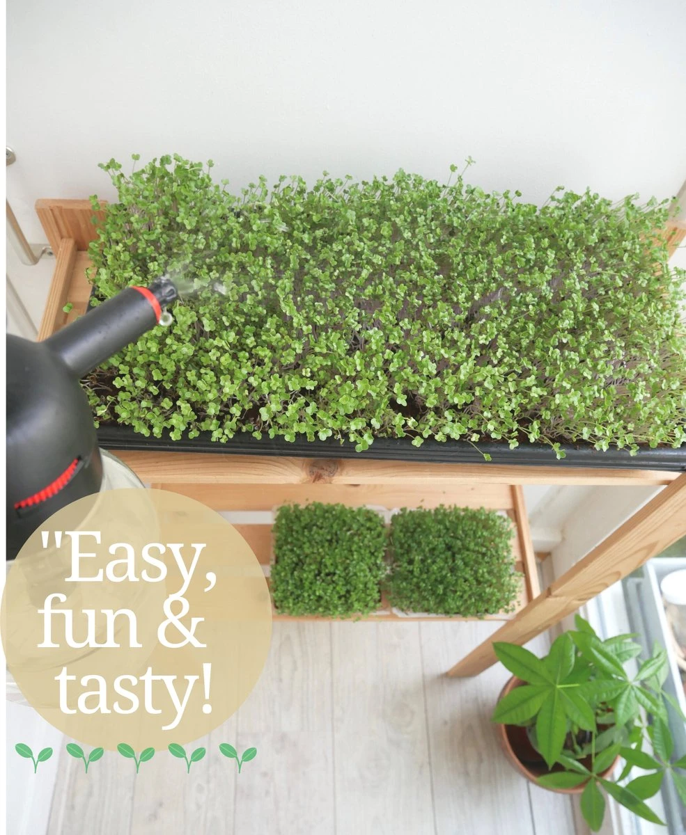 Variatie-set Kiemzaden 5x 100g | Broccoli, Erwten Scheuten, Zonnebloem, Radijs & Mosterd - 500g | Biologische Microgreen, Microgroenten Zaden | Plastic Vrij Verpakt | Moestuin Kweekset Binnen 2 Variatie-set Kiemzaden 5x 100g | Broccoli, Erwten Scheuten, Zonnebloem, Radijs & Mosterd - 500g | Biologische Microgreen, Microgroenten Zaden | Plastic Vrij Verpakt | Moestuin Kweekset Binnen - Afbeelding 2