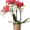 Kolibri Orchids | Rode Phalaenopsis Orchidee - Congo - Potmaat Ø9cm | Bloeiende Kamerplant - Vers Van De Kweker