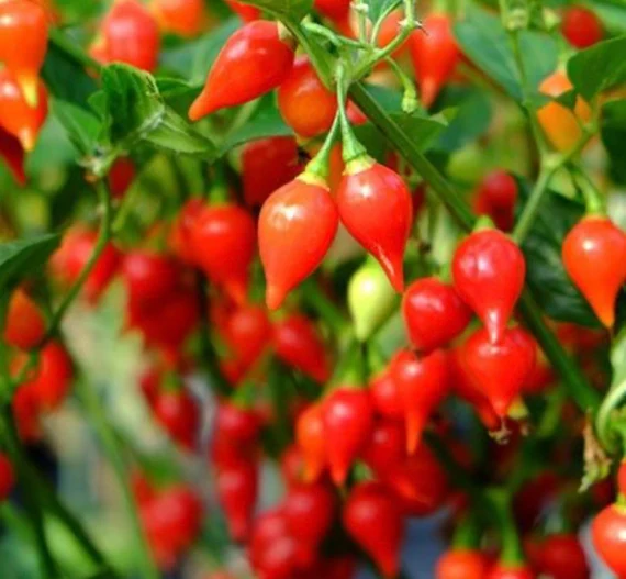 Planten Zorg Verkoop -Planten Zorg Verkoop 3