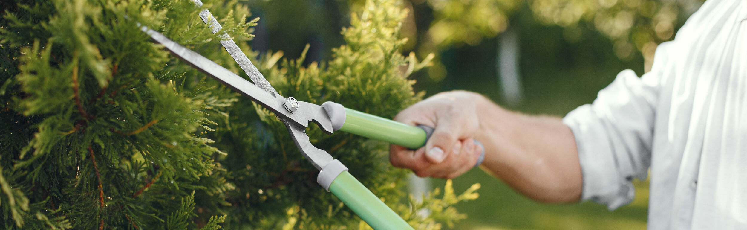 Planten Zorg Verkoop -Planten Zorg Verkoop tuingereedschap heggenschaar